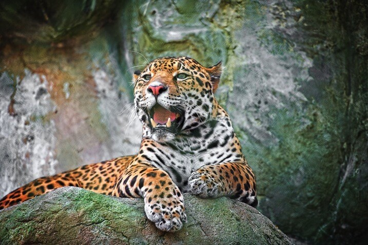 Jaguar