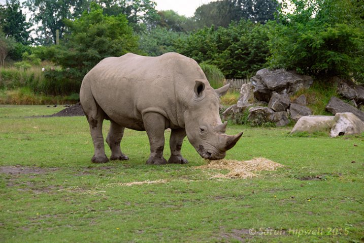 Rhino-correct-exposure