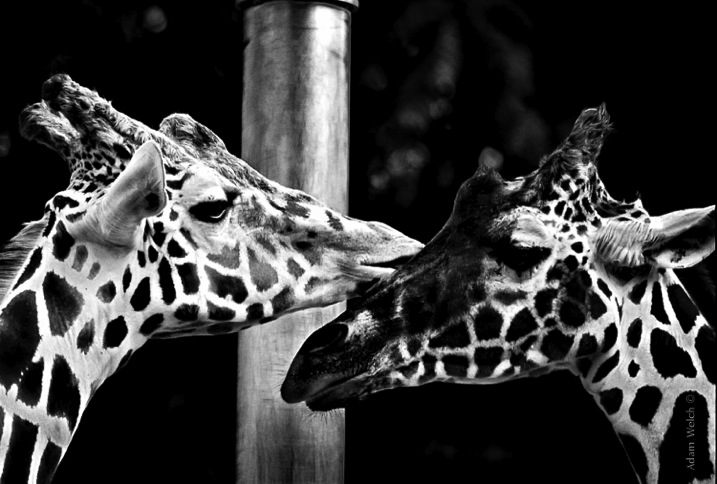 Two Giraffes