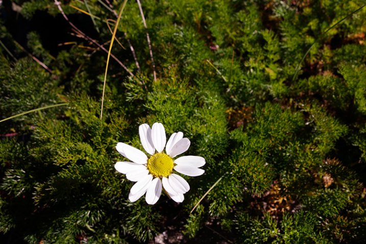 flower-correct-exposure