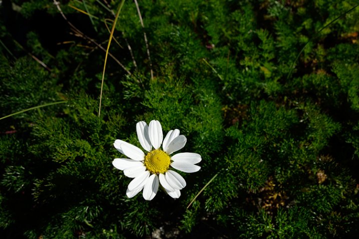 flower-underexposed