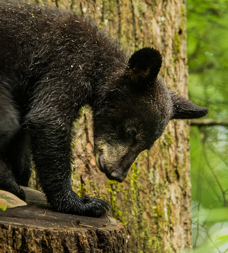 bear cub