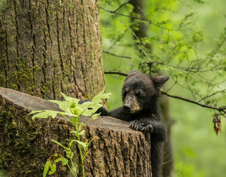 bear cub playing