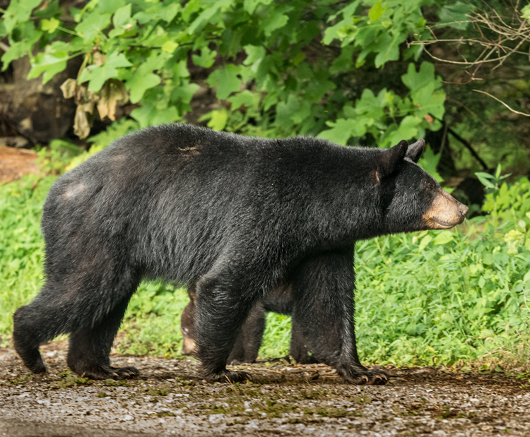 Mother Bear