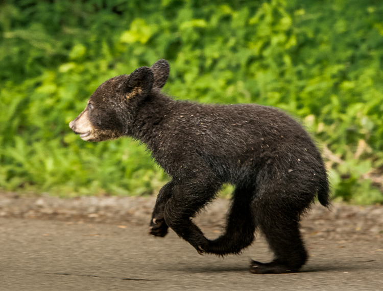 bear cub