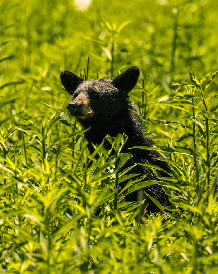 A rare sighting of a mother bear in the midday sun. The harsh lighting creates a very contrasting image.