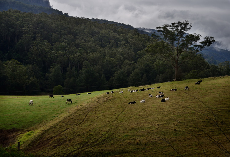 Cows generally hang out in very photogenic areas.