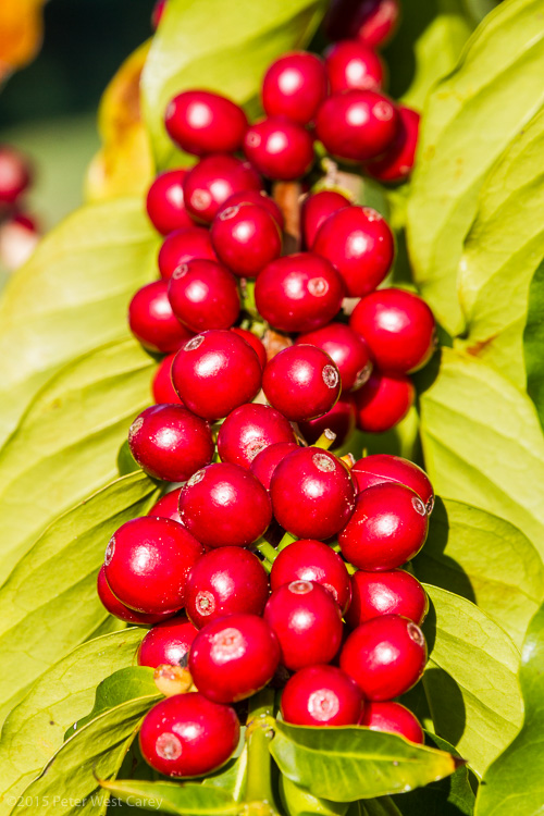 Coffee Cherries Sit Ripe For Picking In Hawaii, USA