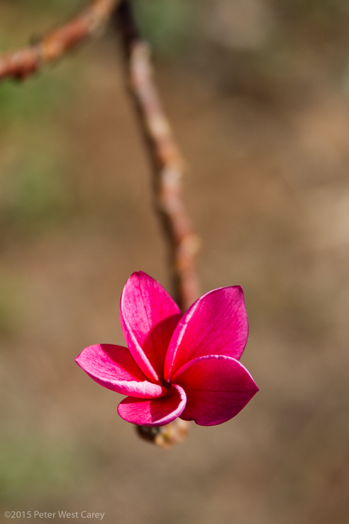 Plumeria flowers, outdoors