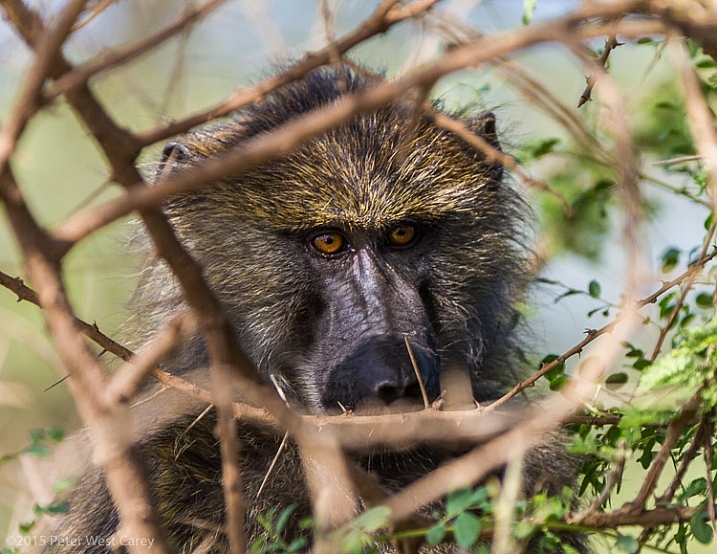 Close-up of monkey - East Africa - Tanzania