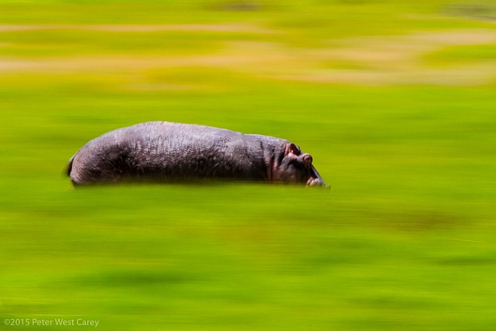 Hippos are amazingly fast animals, deceptively so. I had heard about this before heading to Africa in 2010, but once I witnessed just how fast they can run, and how mean they can be, I made sure my daughter and I were always close to, or in, a vehicle larger than a hippo when they were around. Ngorongoro Conservation Area, Tanzania.