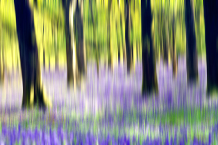 Bluebellwoodsblur750