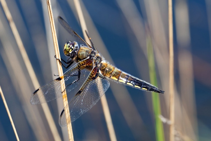 http://digital-photography-school.com/wp-content/uploads/2015/07/dragonflybluepoolDPS.jpg