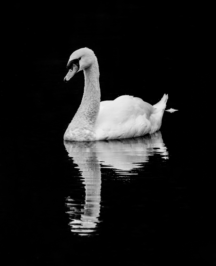 Swan on the lake