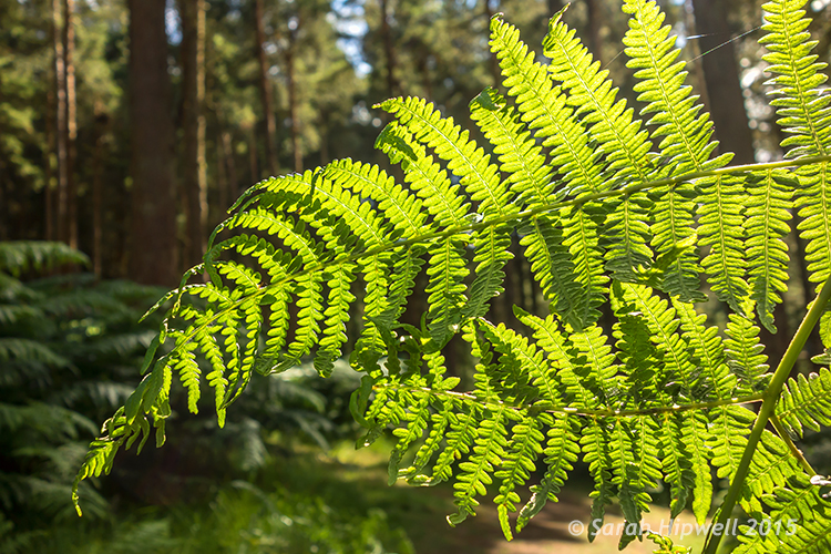 Close-up-ferns