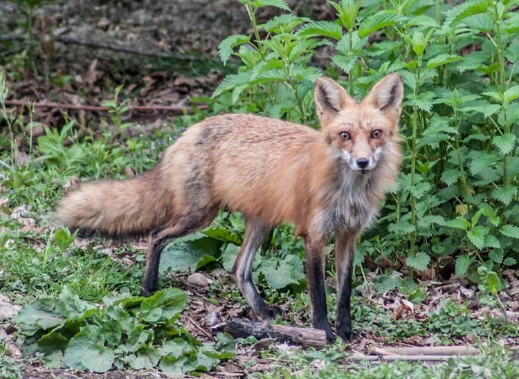 Fox