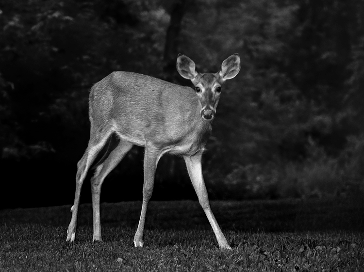 Black and white deer