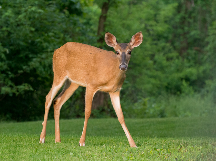 Deer image