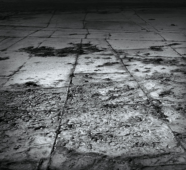 Change your perspective by shooting your color subjects in black and white!