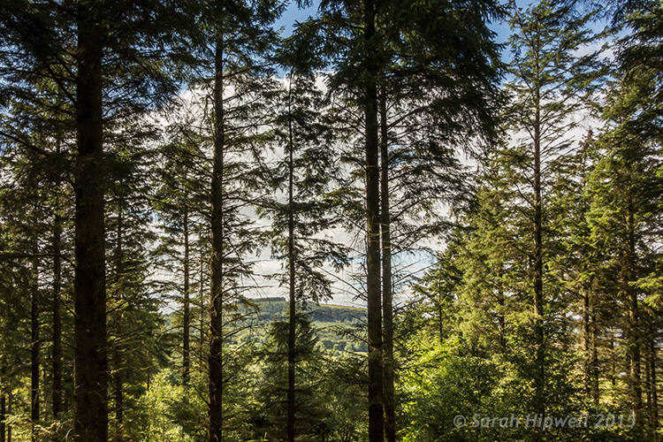 Trees-in-forest