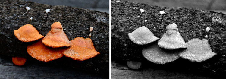 Photographing in Black and white helps you with your compositions by not distracting you with color.
