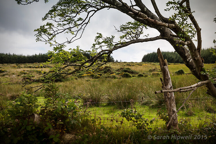 3 Fun Ways to Enhance Your Landscape Images in Photoshop 11 field
