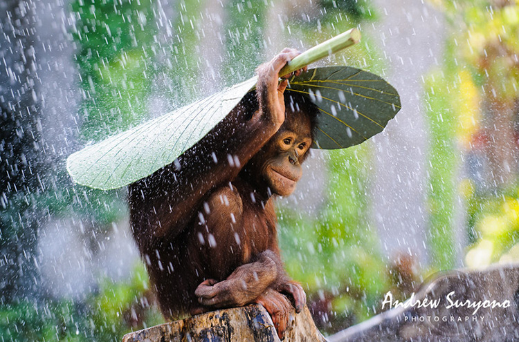 Image 2 andrew suryono orangutan in the rain