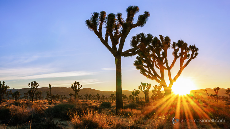 Joshua Tree National Park by Anne McKinnell