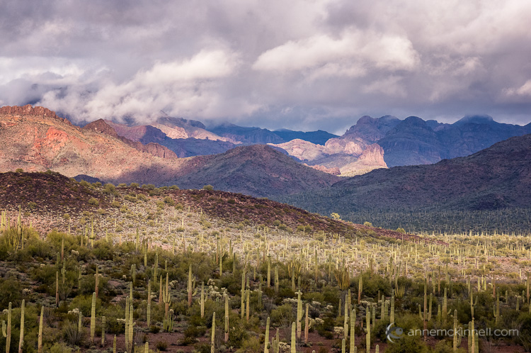 Organ Pipe Cactus National Monument Arizona by Anne McKinnell