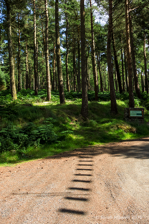 rope-bridge-shadow-in-forest