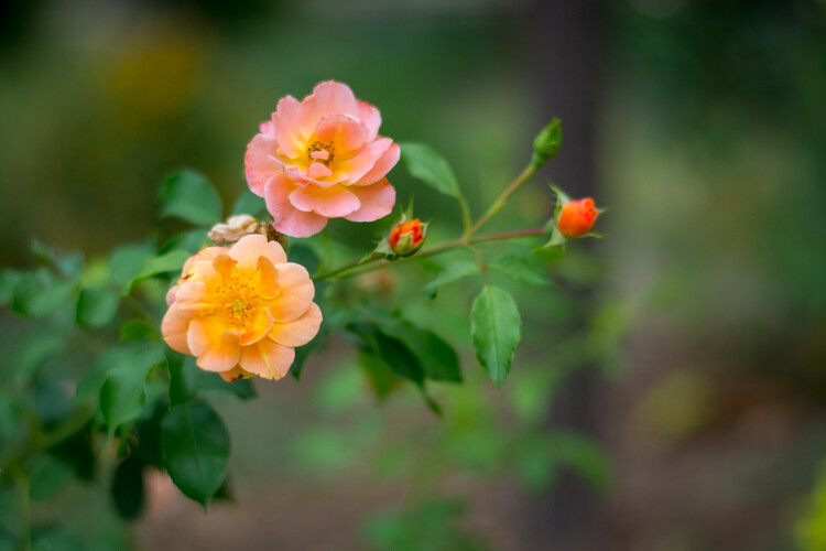 4 Ways the Time of Day Affects Your Photographs 4 morning-vs-afternoon-flowers-1215pm