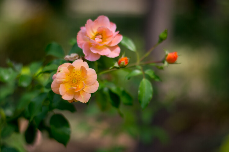 4 Ways the Time of Day Affects Your Photographs 3 Flowers at 1:45pm: 50mm, f/1.8, ISO 200, 1/6000 second