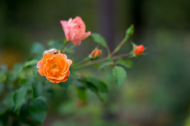 4 Ways the Time of Day Affects Your Photographs 2 morning-vs-afternoon-flowers-730am