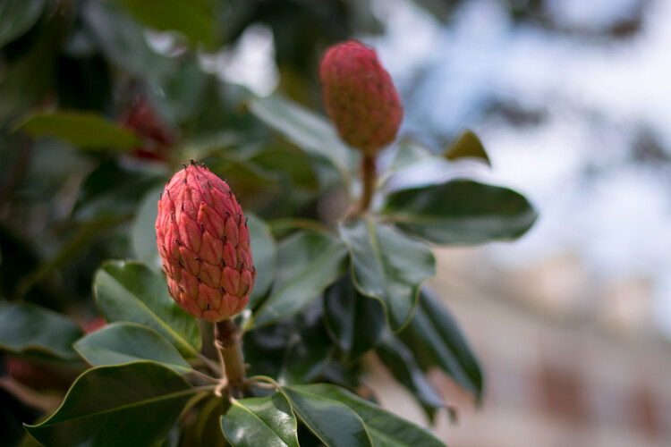 4 Ways the Time of Day Affects Your Photographs 6 morning-vs-afternoon-magnolia-1435pm