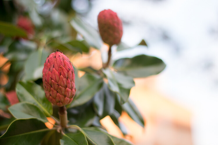 4 Ways the Time of Day Affects Your Photographs 5 morning-vs-afternoon-magnolia-735am