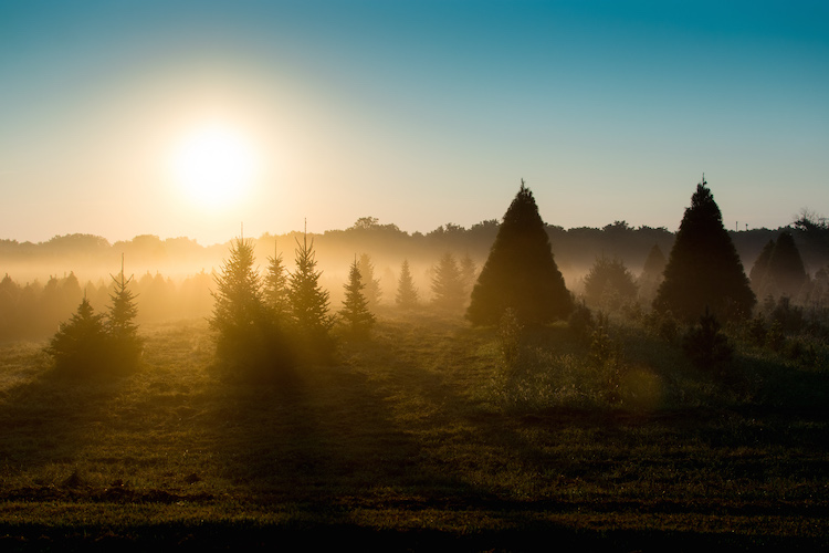 what-is-exposure-trees-sunrise