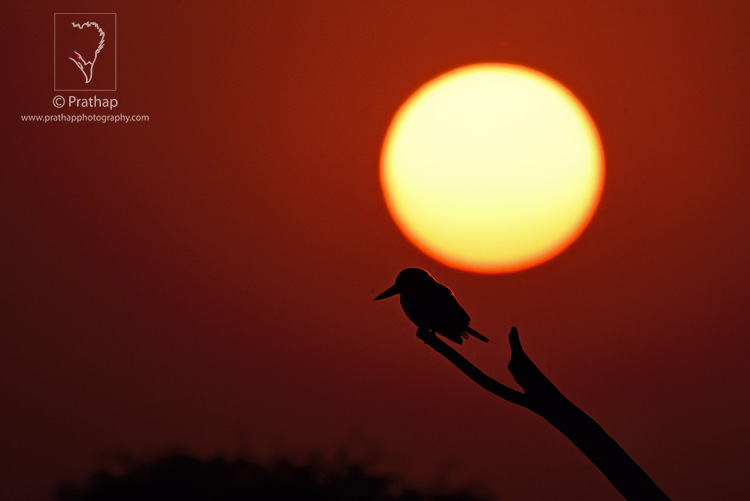 02-The-Most-Useful-Bird-Photography-Tips-for-Beginners-by-Prathap-Nature-Photography-Simplified