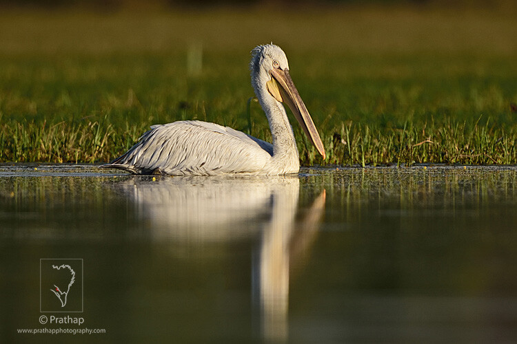 05-The-Most-Useful-Bird-Photography-Tips-for-Beginners-by-Prathap-Nature-Photography-Simplified