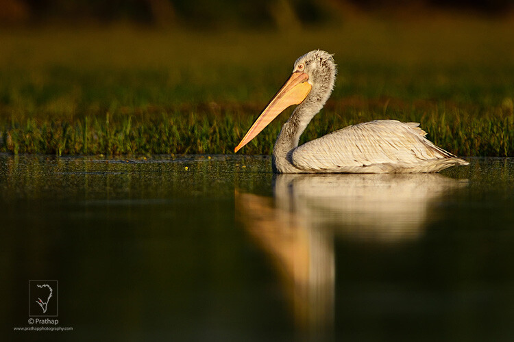 06-The-Most-Useful-Bird-Photography-Tips-for-Beginners-by-Prathap-Nature-Photography-Simplified