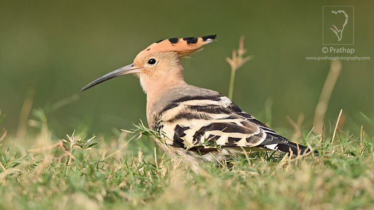 07-The-Most-Useful-Bird-Photography-Tips-for-Beginners-by-Prathap-Nature-Photography-Simplified