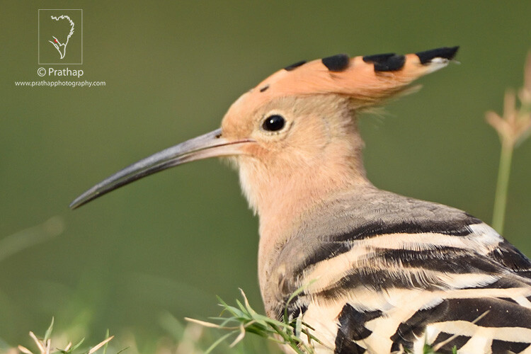 08-The-Most-Useful-Bird-Photography-Tips-for-Beginners-by-Prathap-Nature-Photography-Simplified