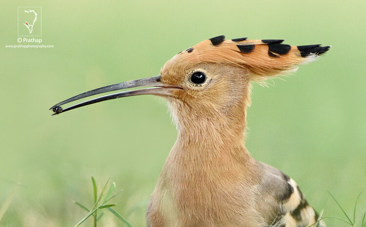 09-The-Most-Useful-Bird-Photography-Tips-for-Beginners-by-Prathap-Nature-Photography-Simplified