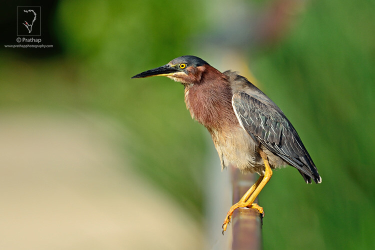 10-The-Most-Useful-Bird-Photography-Tips-for-Beginners-by-Prathap-Nature-Photography-Simplified