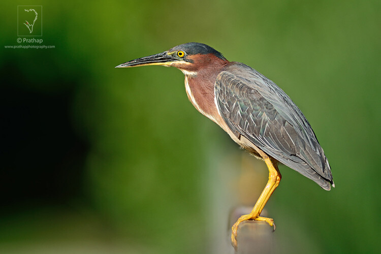 11-The-Most-Useful-Bird-Photography-Tips-for-Beginners-by-Prathap-Nature-Photography-Simplified