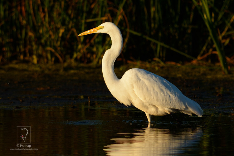 12-The-Most-Useful-Bird-Photography-Tips-for-Beginners-by-Prathap-Nature-Photography-Simplified