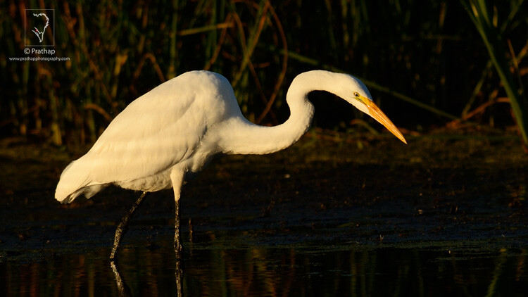 13-The-Most-Useful-Bird-Photography-Tips-for-Beginners-by-Prathap-Nature-Photography-Simplified