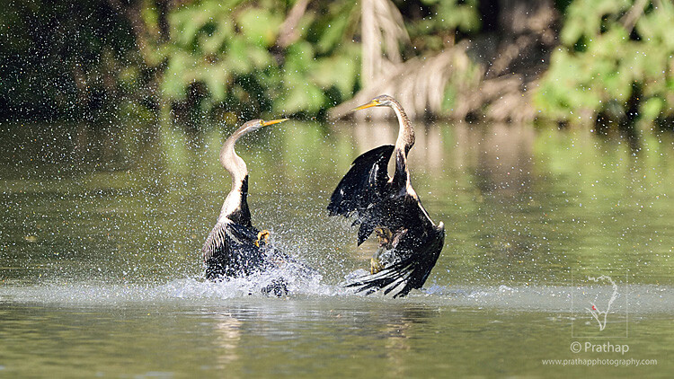 14-The-Most-Useful-Bird-Photography-Tips-for-Beginners-by-Prathap-Nature-Photography-Simplified