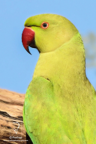 Rose-Ringed Parakeet displaying all its color in soft Sunlight in Bharatpur Bird Sanctuary. I sm so lucky to have been able to capture this beautiful parakeet. I love it!