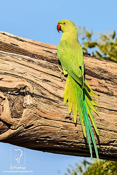 Rose-Ringed Parakeet displaying all its color in soft Sunlight in Bharatpur Bird Sanctuary. I sm so lucky to have been able to capture this beautiful parakeet. I love it!