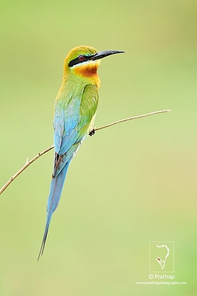 19-The-Most-Useful-Bird-Photography-Tips-for-Beginners-by-Prathap-Nature-Photography-Simplified